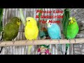 3 Hr Happy Parakeets Eating Singing Playing, Budgies Chirping. Reduce Stress of lonely Bird Videos