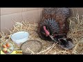 Hatch Naturally - Lessons from a Mother Hen
