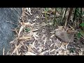 How to Trap All Wild Animals | Super Simple | natural state tv