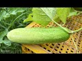A great way: to growing a cucumber tree from a cucumber fruit to get more fruit fast​​ 100%