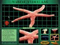 Undersea Adventure (Windows Version) Marine Animal Lab: Starfish