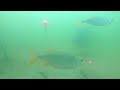 Underwater carp camera - High vs Low Pop Up test / Cloudy water.
