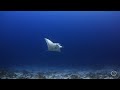 Meditative Underwater Ambience:Calming Sleep Music to Relax, Relieve Stress, Find Inner Peace...