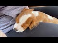 HOW TO TRAIN YOUR CAVAPOO PUPPY! | Basic commands: Sit, Down, Roll Over, Paw, HIgh 5!