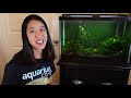 How to Set up a Fish Tank with Live Plants