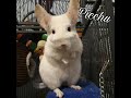 Actual chinchilla chirping, content/happy chinchilla sound (improved)