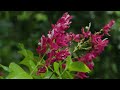 Fairytale Forest Flowers & Woodland Wildflowers : 4k Relaxation Lovely Nature Scenery Ambience Music