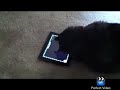 Chester and the iPad Cat Game!