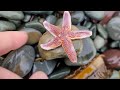 ROCKHOUNDING Blue Rocks In Newfoundland Canada