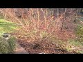 Lots of Bluebirds Feeding Frenzyon Beautyberry bush