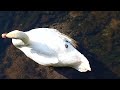 Swan Resting