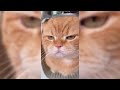 New Funniest Cats And Dogs Videos 😁 Best Of The 2024 Funny Animal Videos 😁 - Cutest Animals Ever