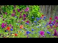 Calm and Relaxing Piano Music - The Colors of Spring