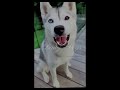 Skaya Siberian Edit| Part 12 #skayasiberian #skaya #skayaedit #capcut #viral #husky #puppy #cute #aw