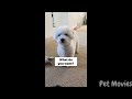 Hilarious Dogs & Cats You Laugh You Lose😂Funny Pets 2024