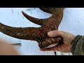 Zrzuty jelenia, ogromna tyka na sniegu / Huge red stag antler on the snow