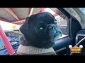 Black Pug (Chief) Excited About Going To Doumars, Norfolk VA