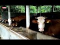 Pengolahan limbah kandang sapi ramah lingkungan