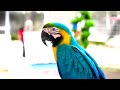 Macaw | Most Colorful Birds In 4K UHD | Birds Sound