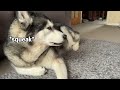 Husky Annoys His Nan For Fun! Does Everything He Can!