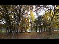 The gentle sound of bugs in the grass in deep autumn, a comfortable and relaxing sound ASMR
