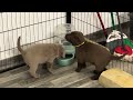 Veterans Day Litter Week 5! Silver And Chocolate Labrador Puppies!  #puppy #cutepuppies #labrador