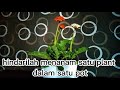 merangkai bunga gerbera_vlog 12