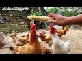 chicken breeding - country life - How to make water troughs for chickens - lovely chickens.