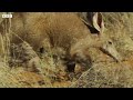 Pangolins and Aardvarks Search for Termites | 4K UHD | Seven Worlds One Planet | BBC Earth