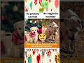 * Dos perritos, dos destinos: Una Navidad de contrastes.