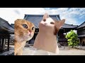 猫ミーム怖い話2話