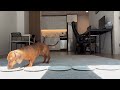 Mini dachshund makes a tough decision 🤤