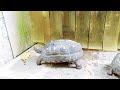 Kura kura menyerang kakek jin kura kura karena lapar #kurakura #tortoise