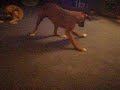 dog chases laser
