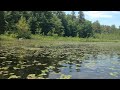 Geese on Hawkins Pond, Center Harbor, NH