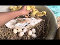 Amazing Pekin Duckling Hatching From Eggs Cute Cute Baby Duck