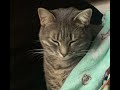 Cat Blanket- Resurrection