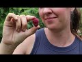 The Garden Keeps GIVING! July 2024 Homestead Garden HARVEST