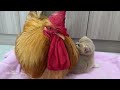 So funny cute🤣!The strange behavior of the cat father and mother surprised the rooster.Cute kittens