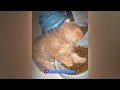 You Laugh You Lose😹Funniest Dogs and Cats 2024😻🐶