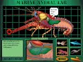 Undersea Adventure (Windows Version) Marine Animal Lab: Lobster