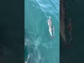 Baby Dolphin Keeping Up with Mom || ViralHog