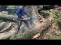 BEWARE OF SHOOTING‼️CUT THE LARGE TREMBESI TREE AT TNI HEADQUARTERS 501 STIHL#ms660 #ms070