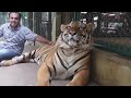 Tigers at Tiger kingdom chiang mai Thailand  are not drugged
