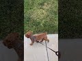 Autumn the toy poodle doing the Cat walk #puppy