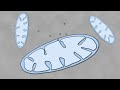 How Mitochondria and the Cell Nucleus Coordinate to Create Proteins