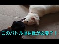 ［大型犬と小型犬のバトル❣️］#ゴールデンレトリーバー#ミニチュアダックス