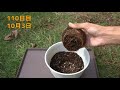 How to grow plum from store bought plum