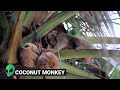 15 Genius Monkeys Caught on Camera