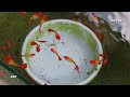 Aquarium (Koi guppies) 2 months 😍 hồ cá (bảy màu Koi) 2 tháng